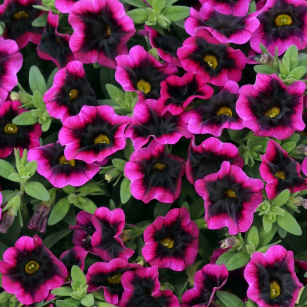 Calibrachoa Superbells Blackcurrant Punch - Mini-Petunia