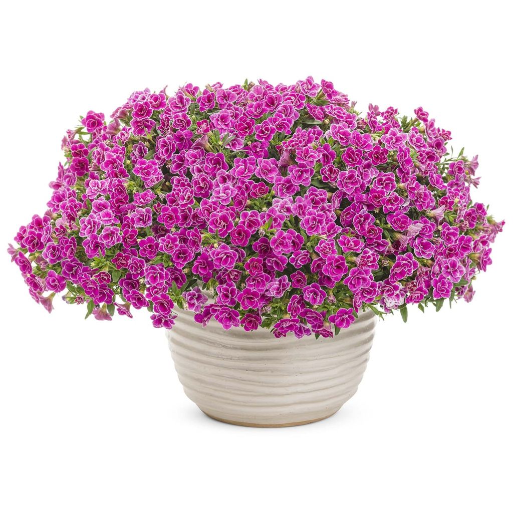 Calibrachoa Superbells Sweet Love - Mini-Petunia