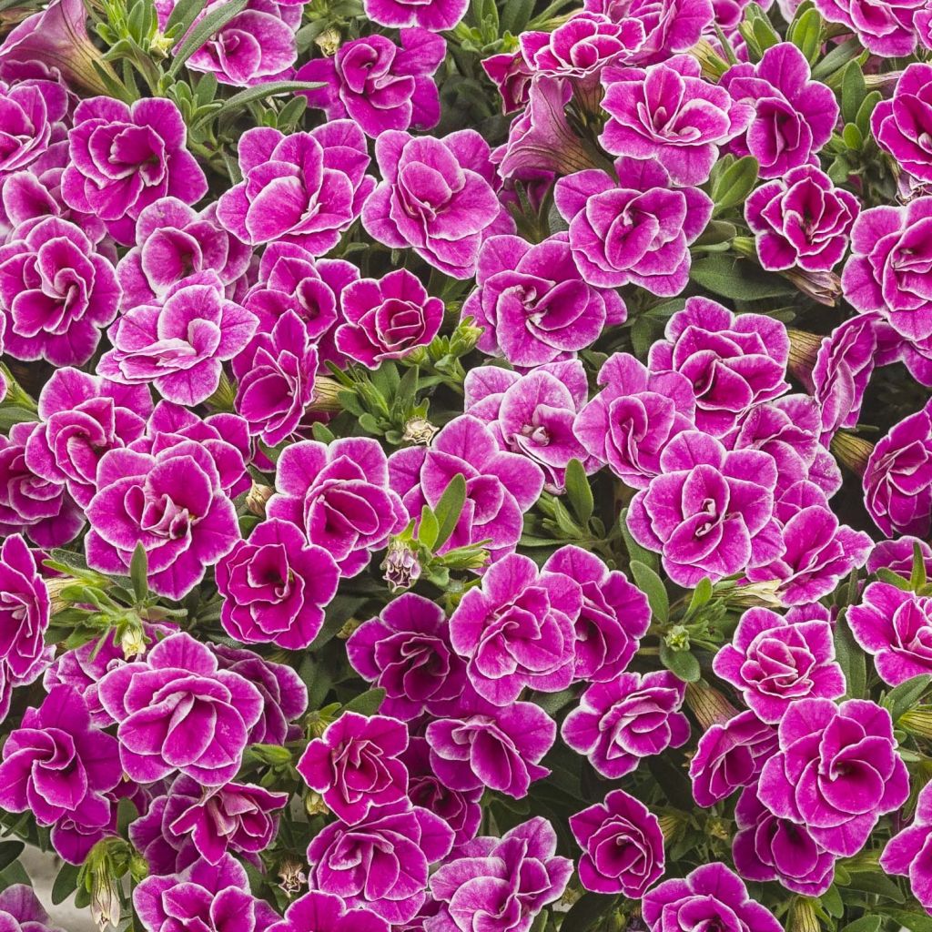 Calibrachoa Superbells Sweet Love - Mini-Petunia