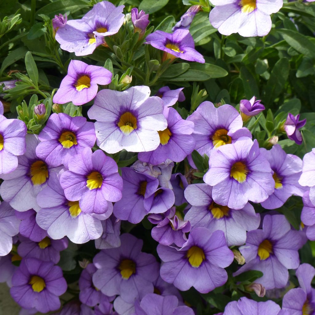 Calibrachoa Superbells Unique Lavender - Mini-Petunia