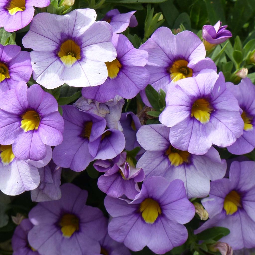 Calibrachoa Superbells Unique Lavender - Mini-Petunia