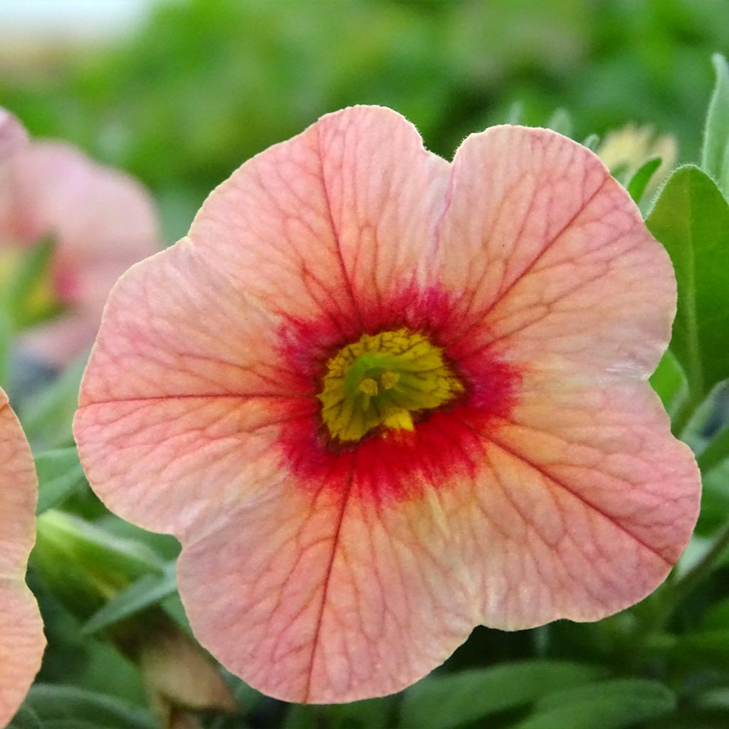 Calibrachoa Superbells Unique Mango Punch - Mini-Petunia