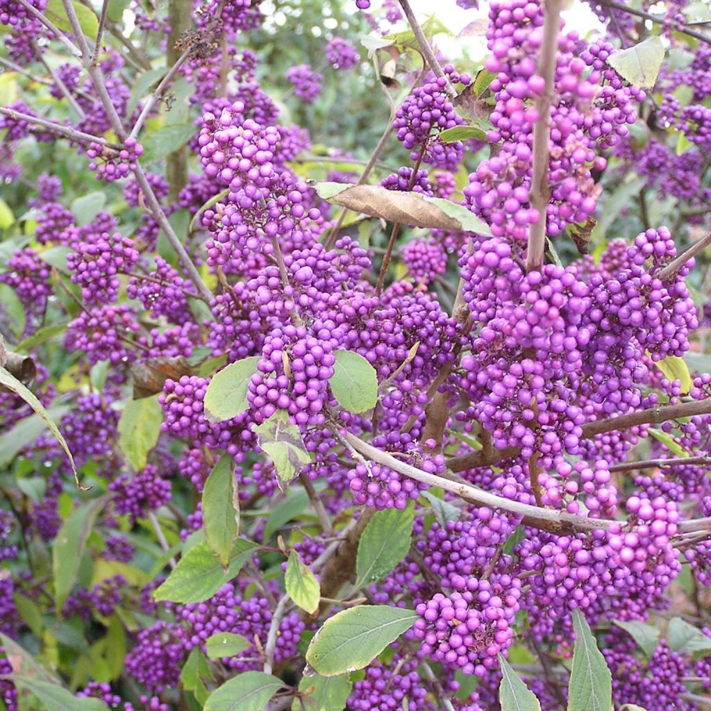 Callicarpa bodinieri Profusion