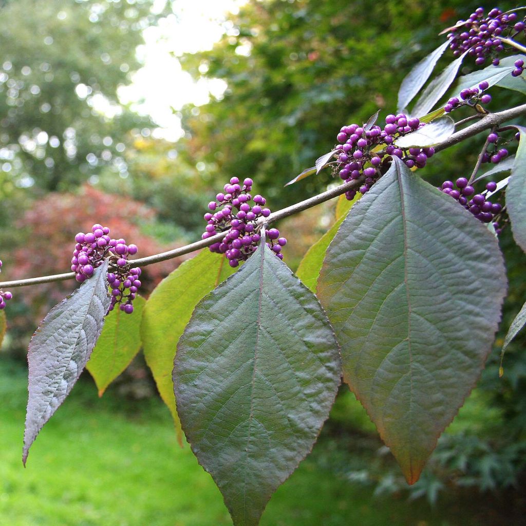 Callicarpa bodinieri Profusion