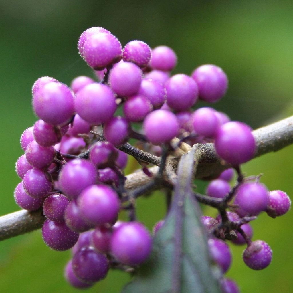 Callicarpa bodinieri Profusion