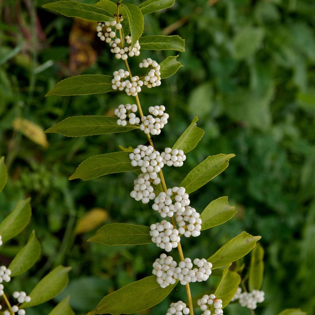 Callicarpa dichotoma Albibacca