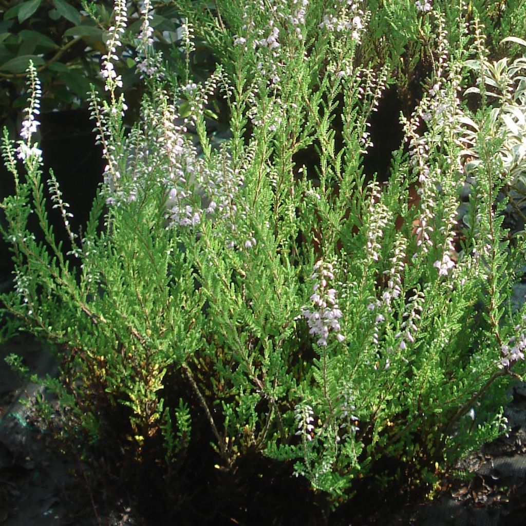 Calluna vulgaris Spring Torch - Heather