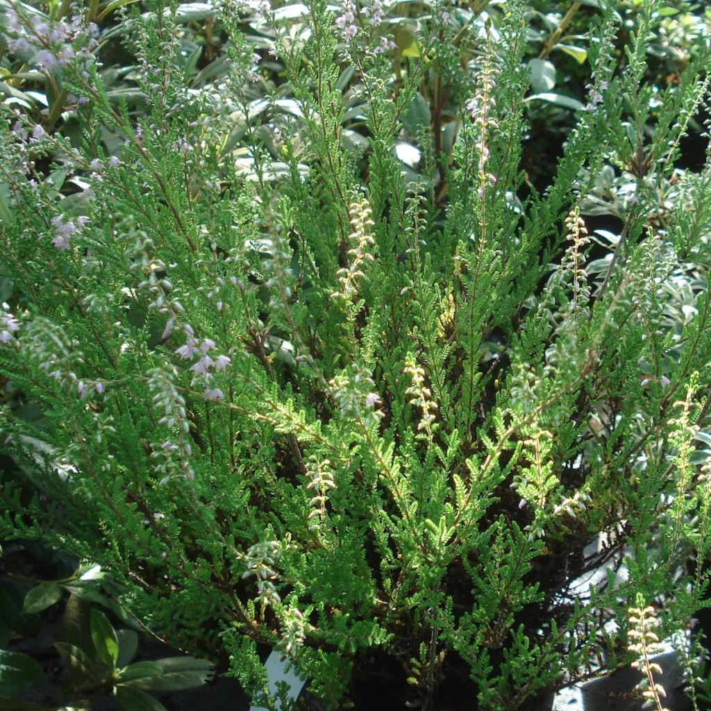 Calluna vulgaris Spring Torch - Heather