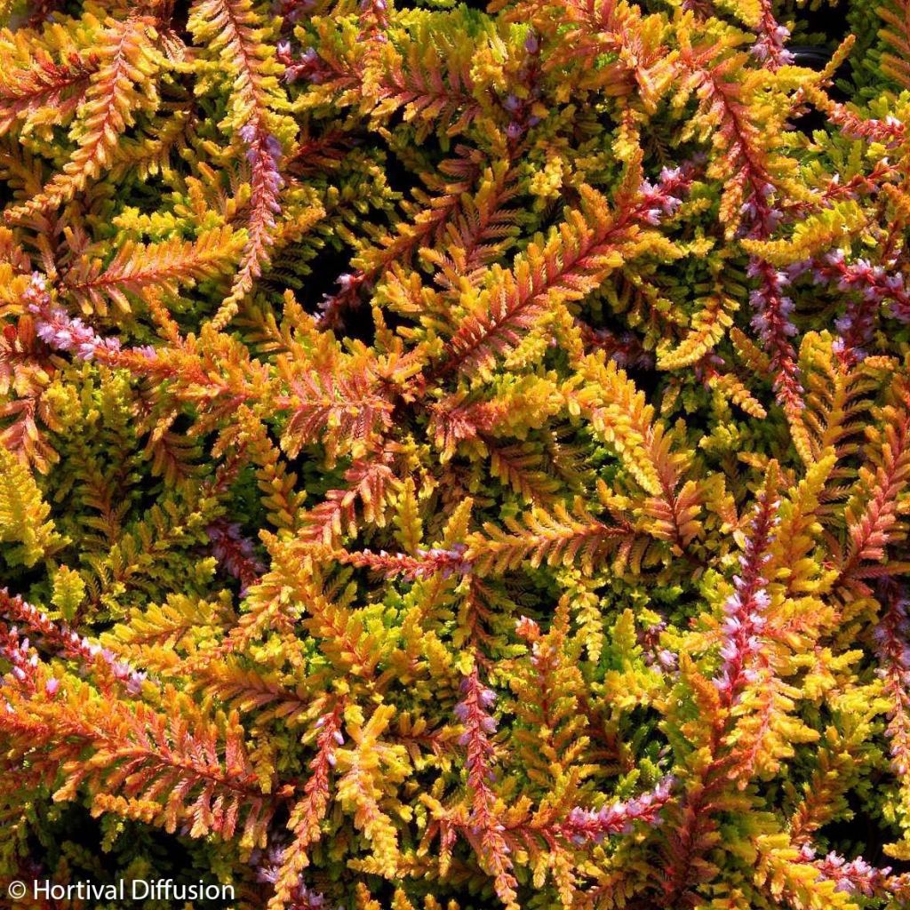 Calluna vulgaris Wickwar Flame - Heather