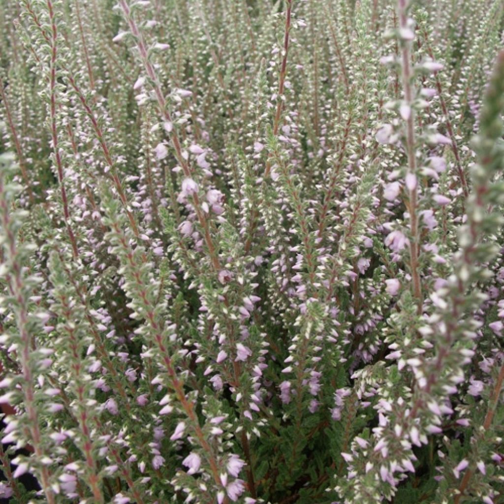 Calluna vulgaris Silver Knight - Heather