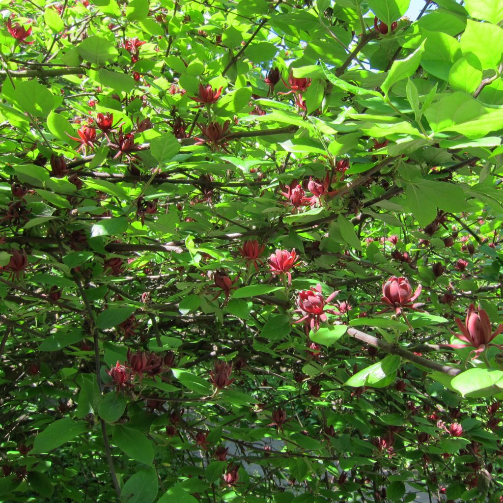 Calycanthus floridus - Sweetshrub