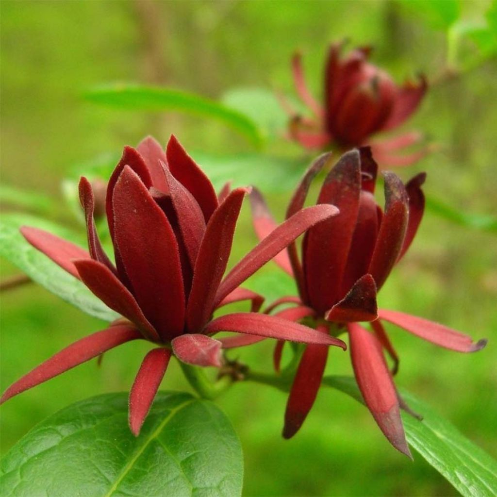 Calycanthus floridus - Sweetshrub