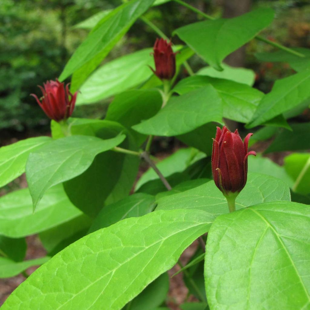 Calycanthus floridus - Sweetshrub