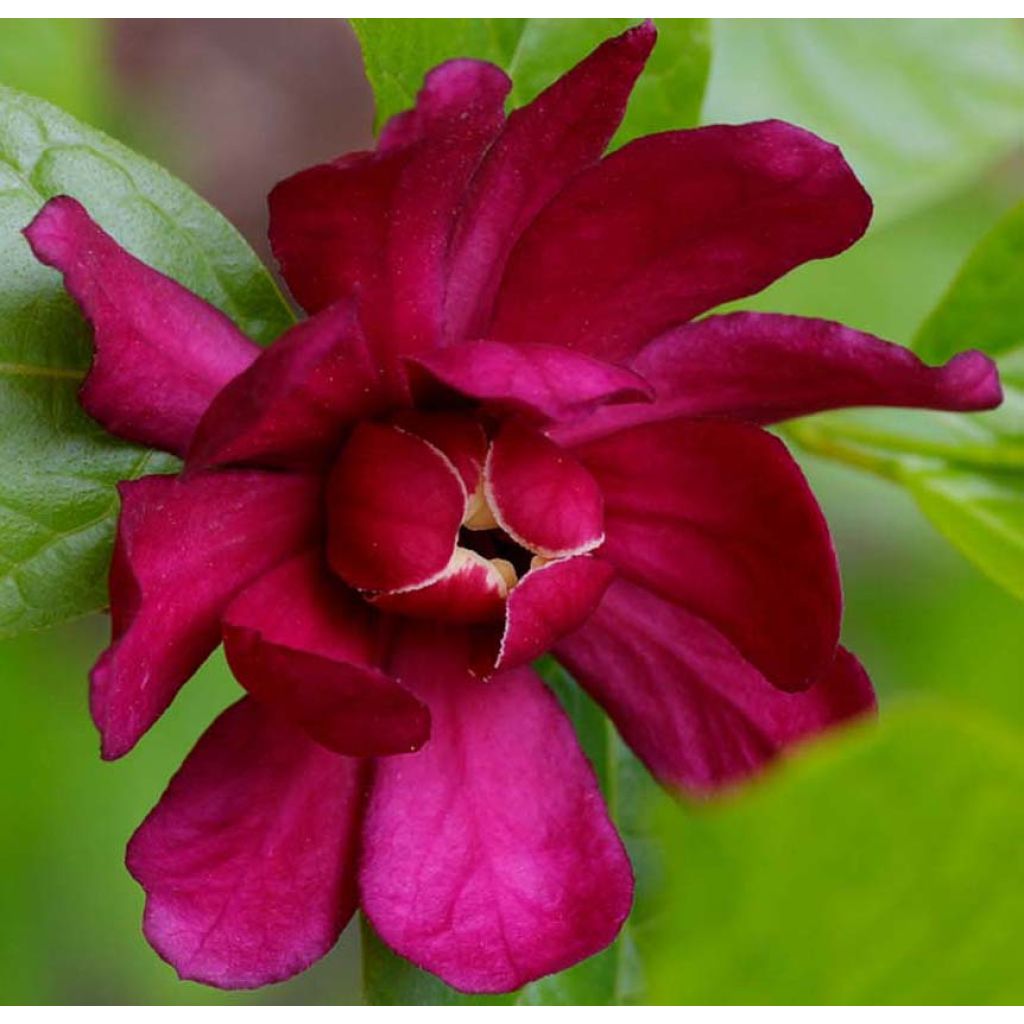 Calycanthus raulstonii Hartlage Wine- Sweetshrub