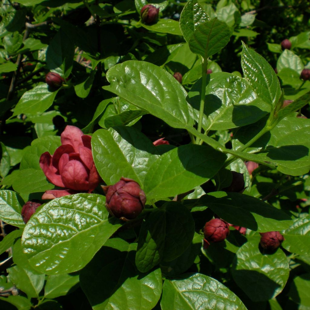 Calycanthus raulstonii Hartlage Wine- Sweetshrub
