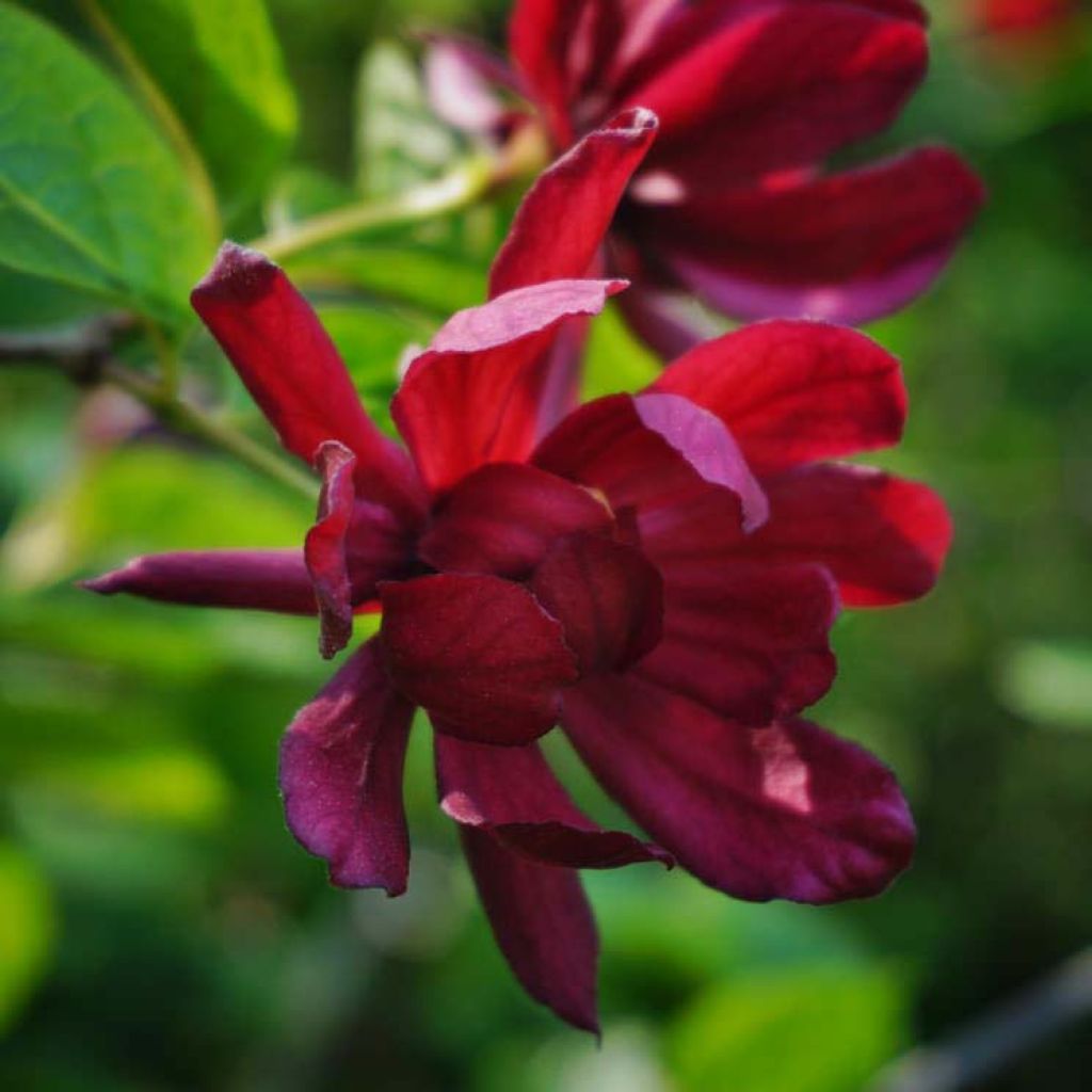 Calycanthus raulstonii Hartlage Wine- Sweetshrub