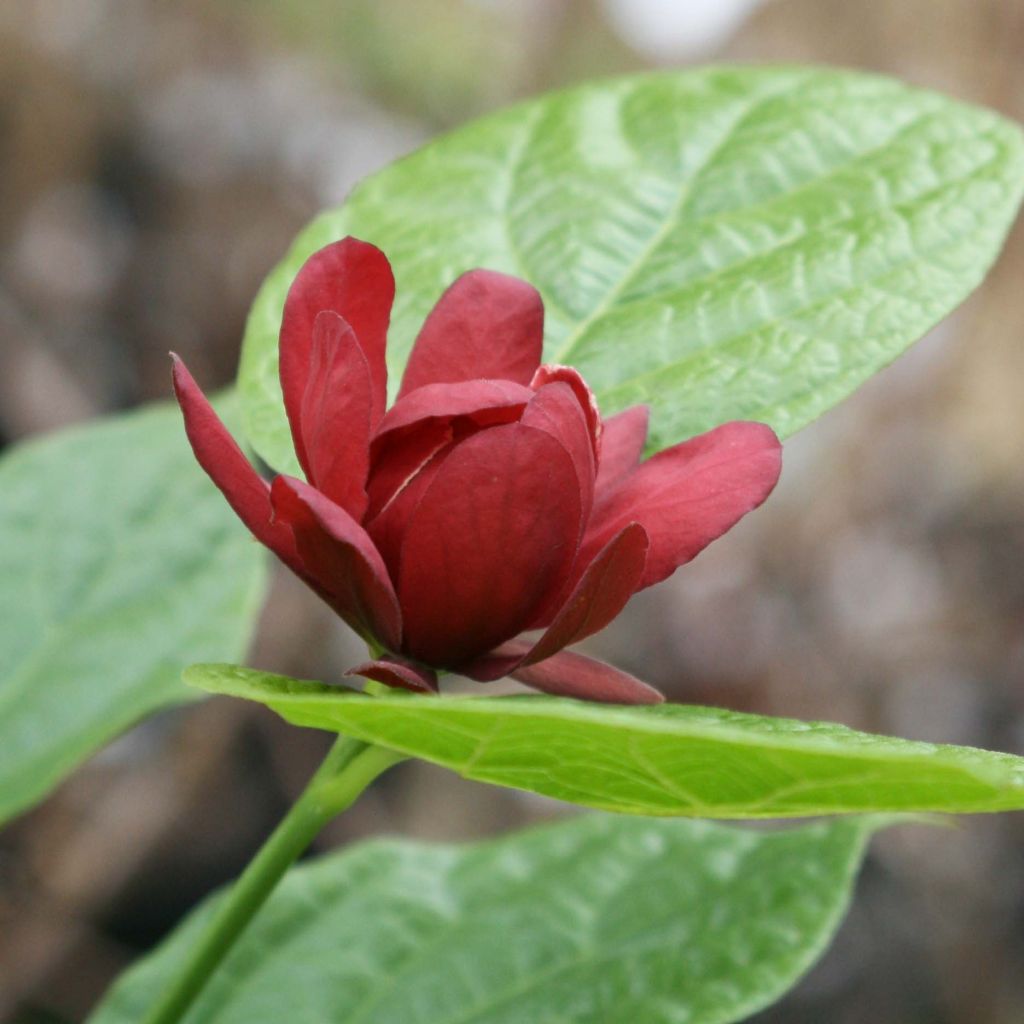 Calycanthus raulstonii Hartlage Wine- Sweetshrub