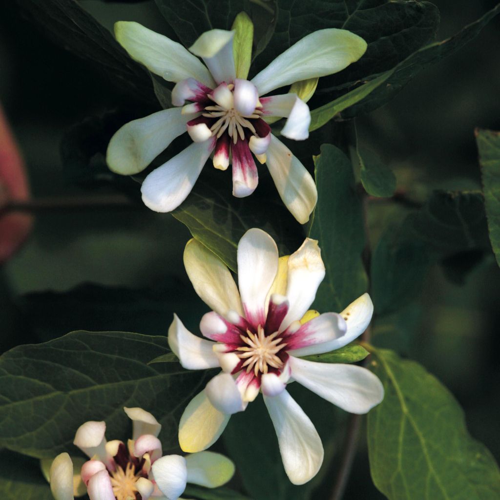 Calycanthus Venus- Sweetshrub