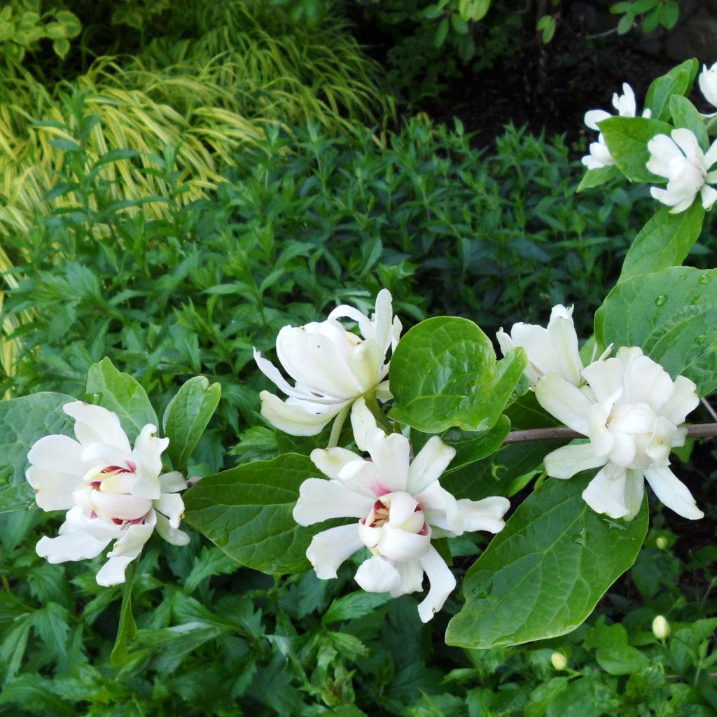 Calycanthus Venus- Sweetshrub