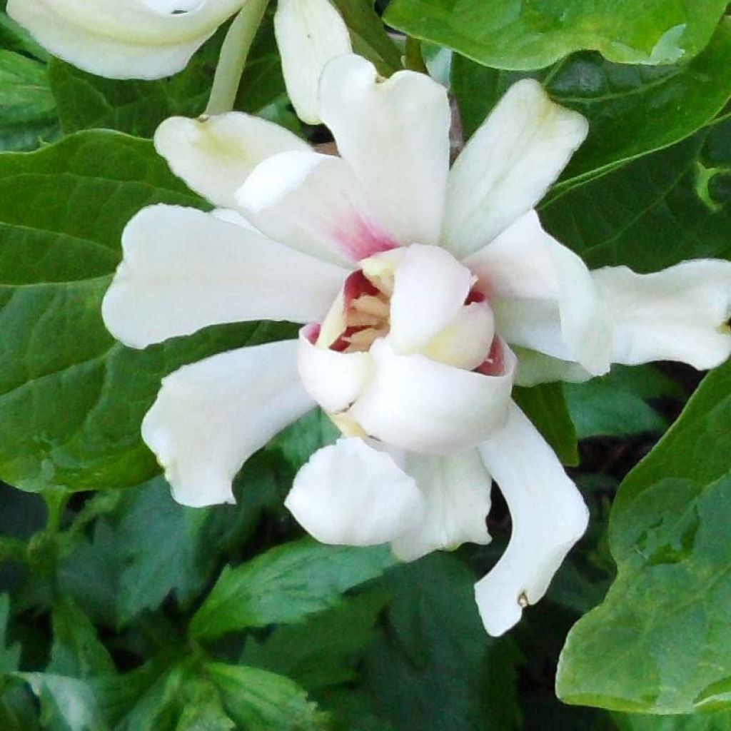 Calycanthus (x) raulstonii Venus