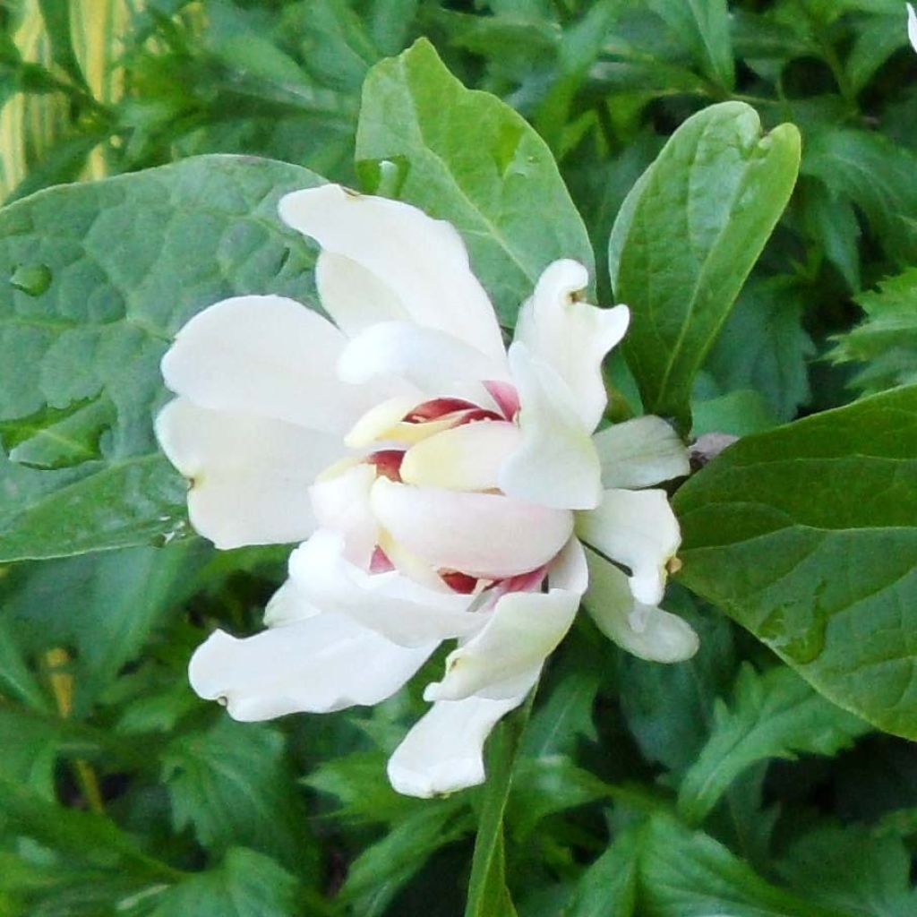 Calycanthus Venus- Sweetshrub