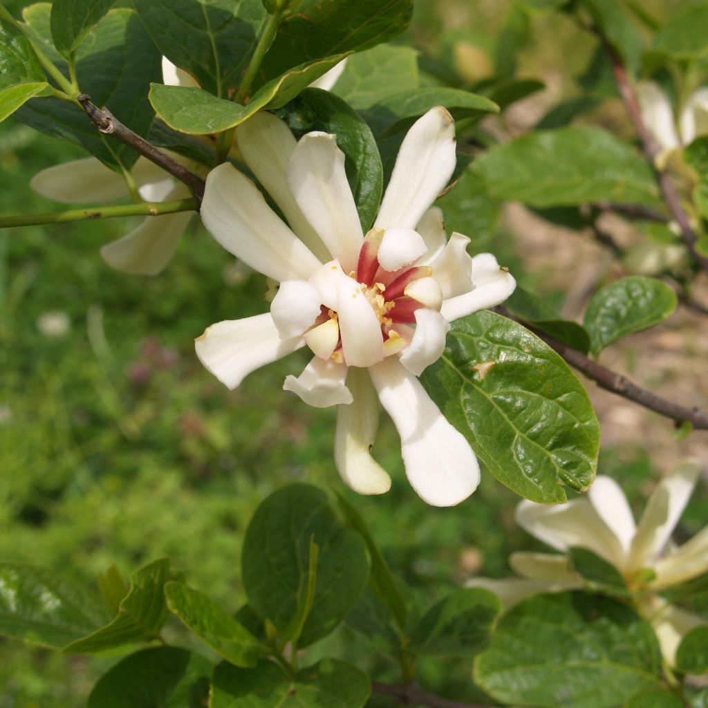 Calycanthus Venus- Sweetshrub