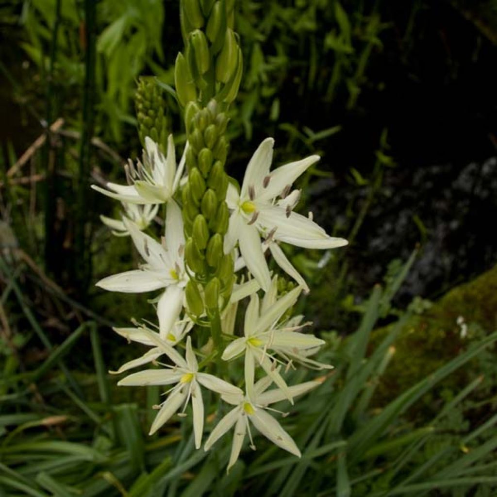 Camassia Leichtlinii Blanc