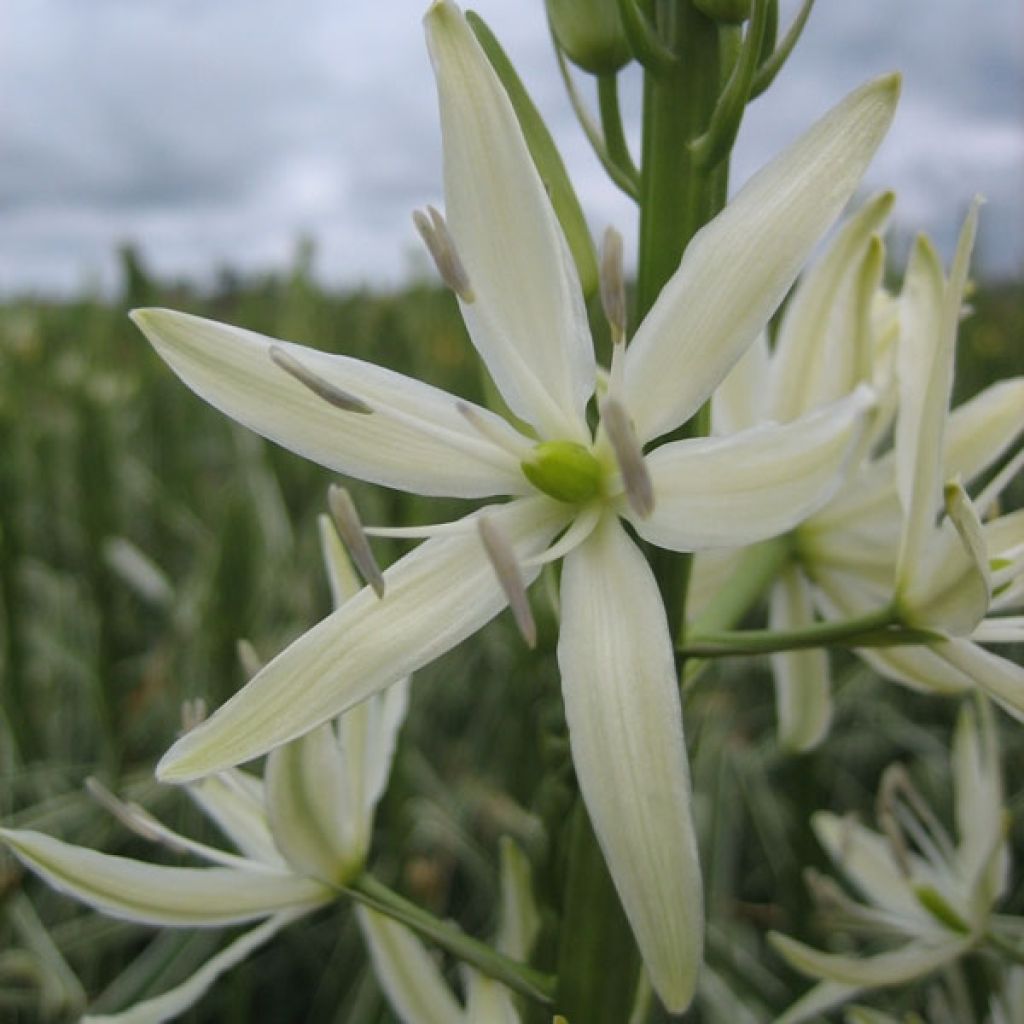 Camassia Leichtlinii Sacajawea