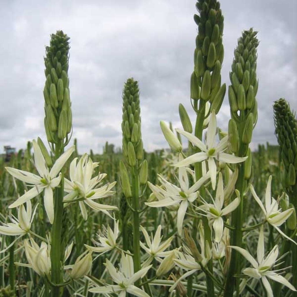 Camassia leichtlinii Sacajawea