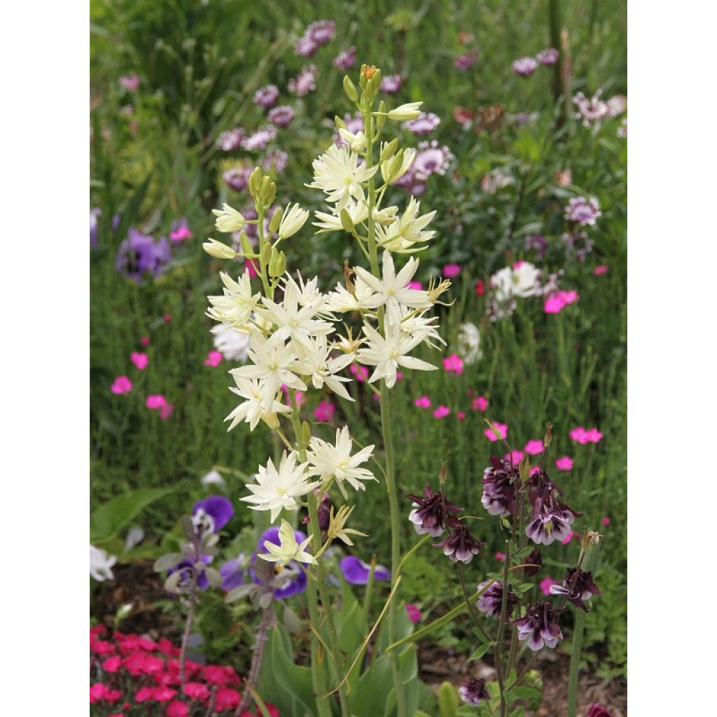 Camassia leichtlinii Semiplena