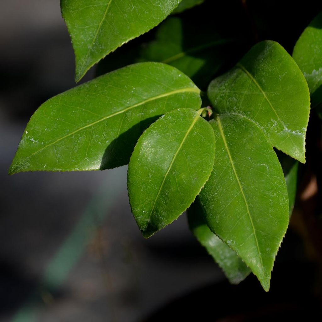 Camellia japonica Nuccios Jewel