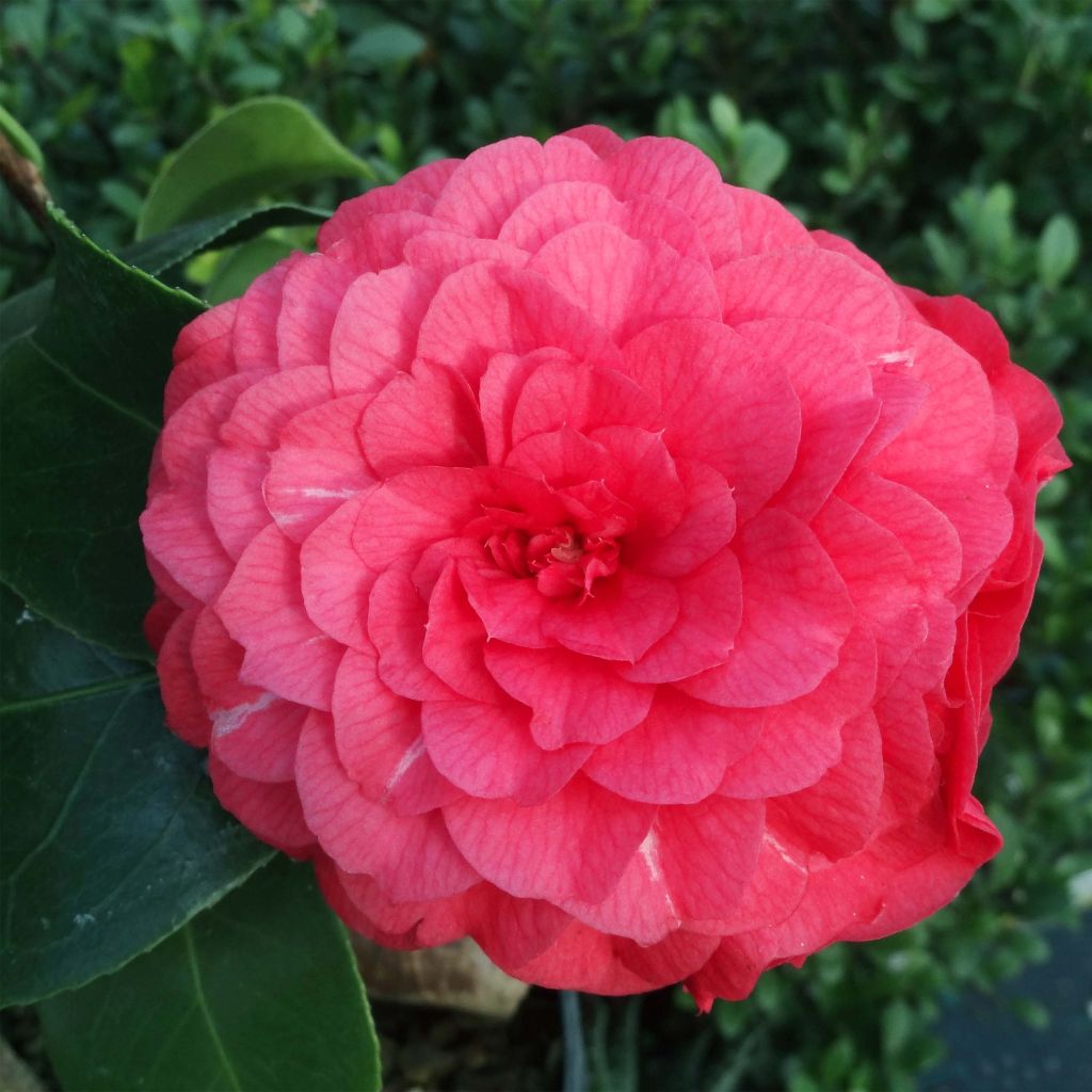 Camellia japonica Il Gioiello