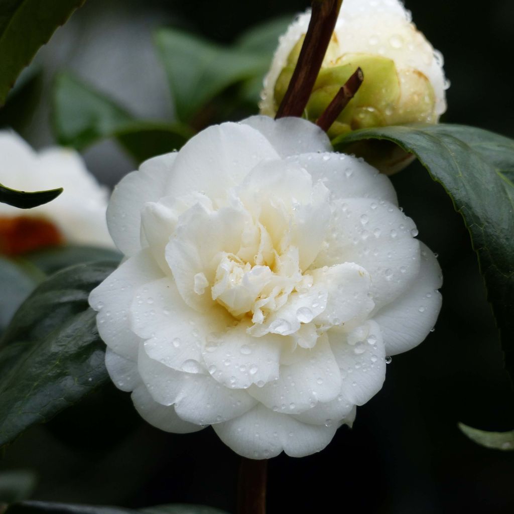 Camellia japonica Nobilissima