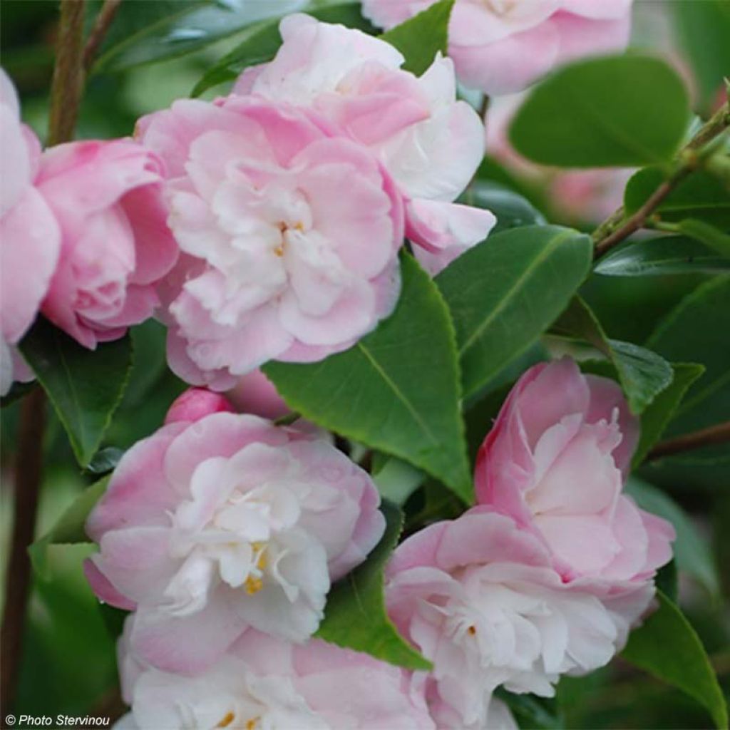 Camellia transnokoensis Sweet Jane