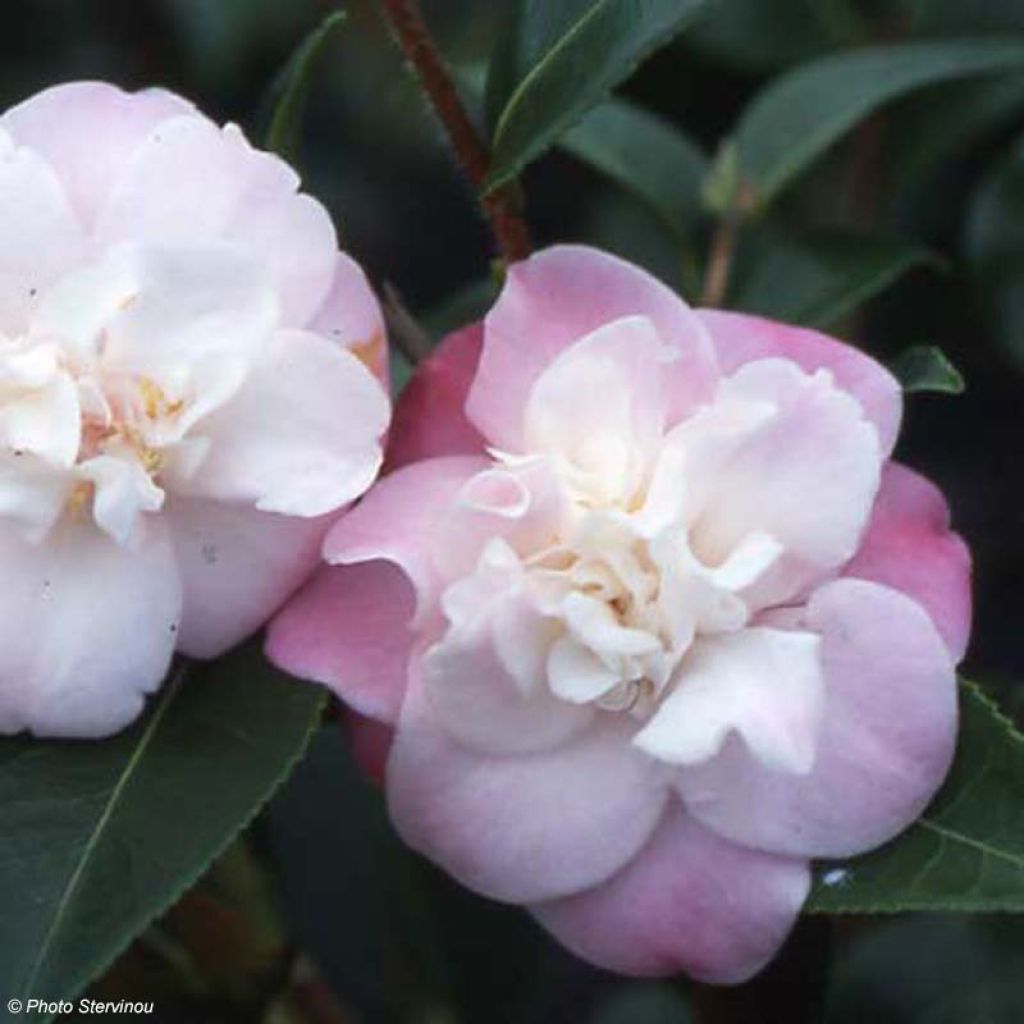 Camellia transnokoensis Sweet Jane