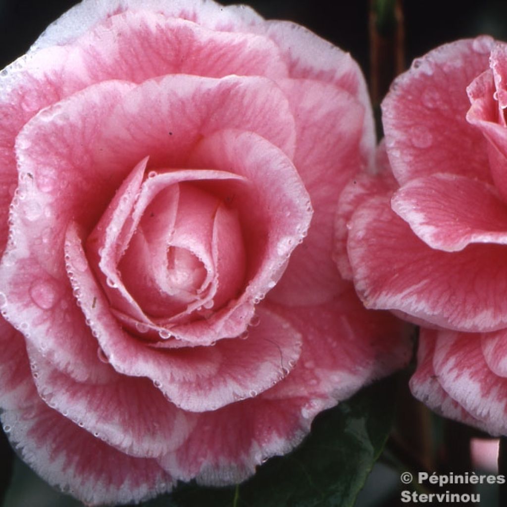 Camélia classique - Camellia Tom Pouce