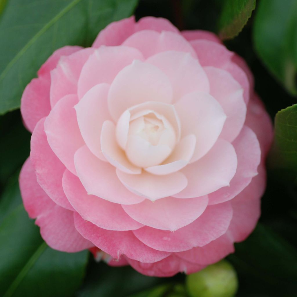 Classic Camellia - Camellia japonica Sweet Olive