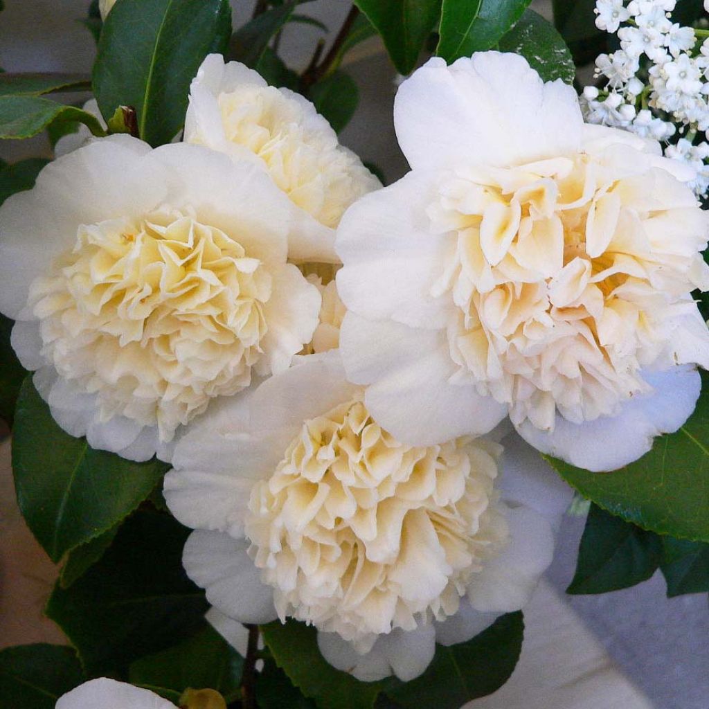 Camellia Jurys Yellow