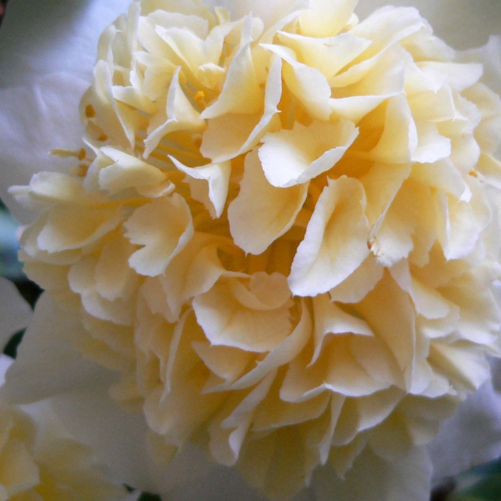 Camellia Jurys Yellow