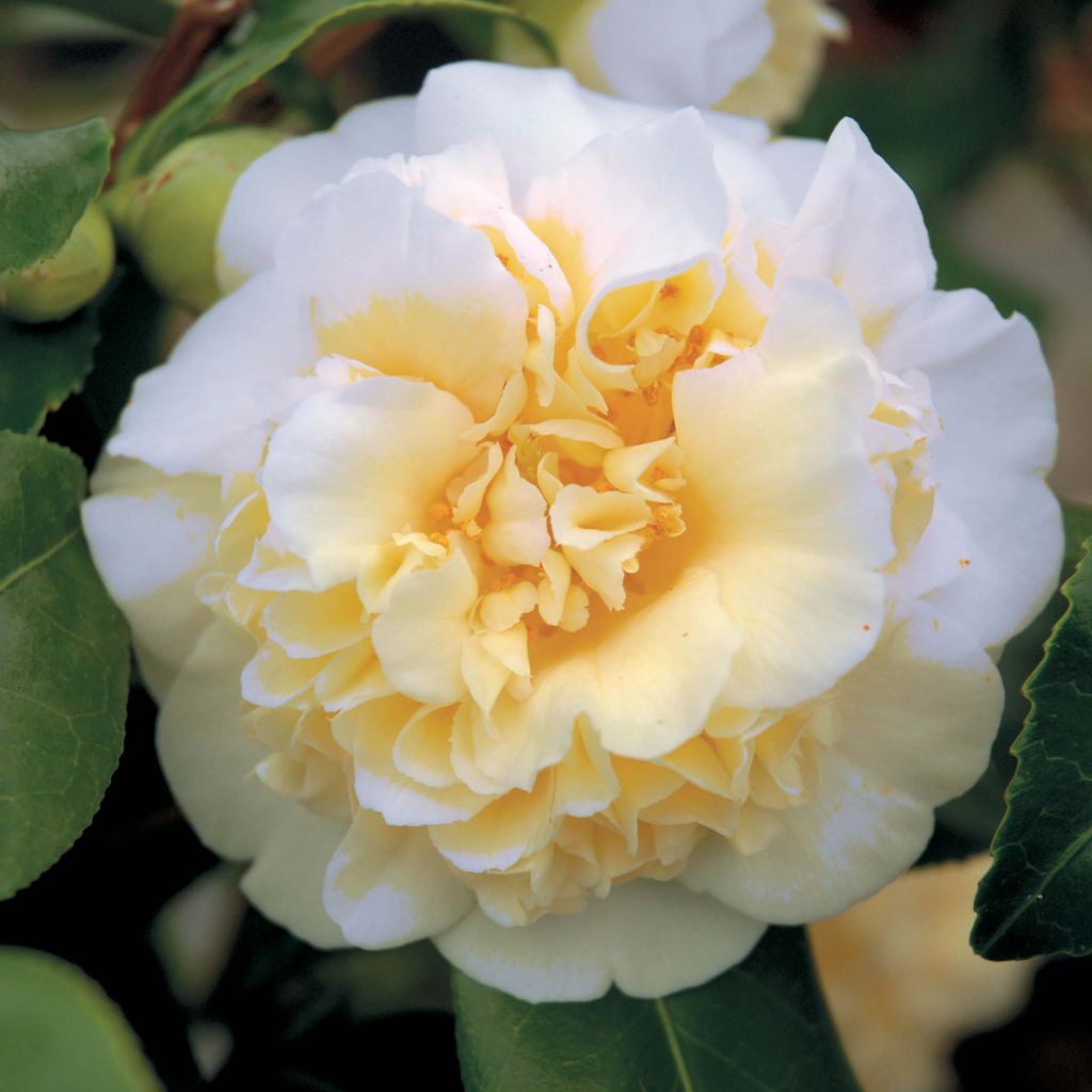 Camellia Jurys Yellow