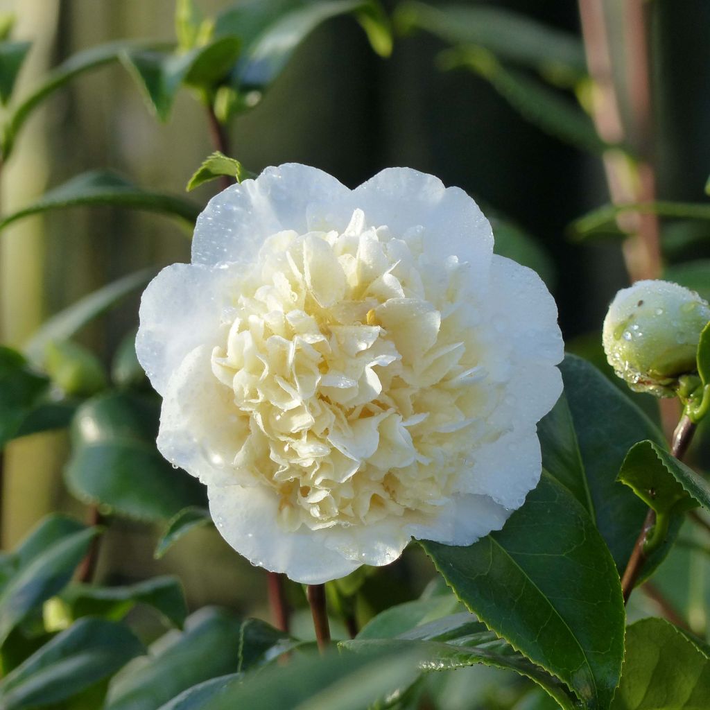 Camellia Jurys Yellow