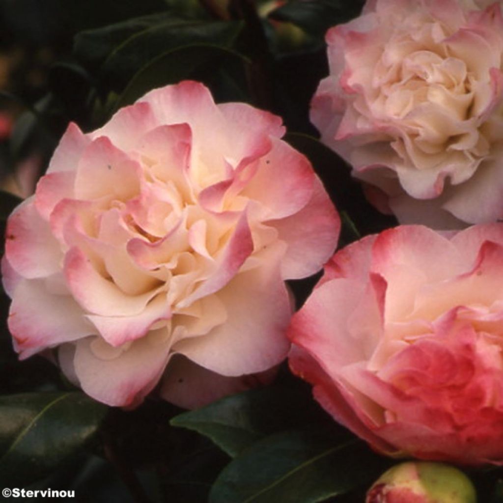 Camellia japonica Nuccios Jewel