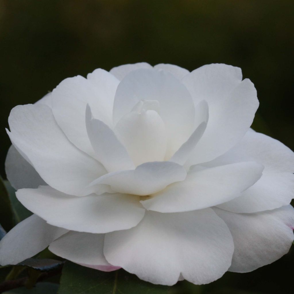 Camellia sasanqua Early Pearly