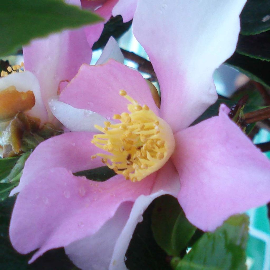 Camellia sasanqua Yume