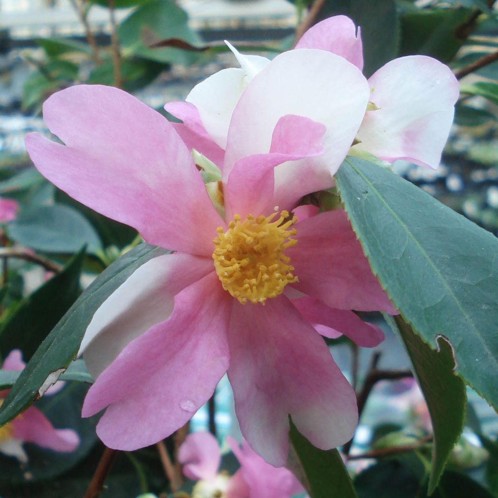 Camellia sasanqua Yume