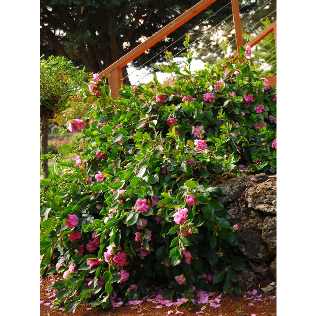 Camellia sasanqua Waterfall Pink