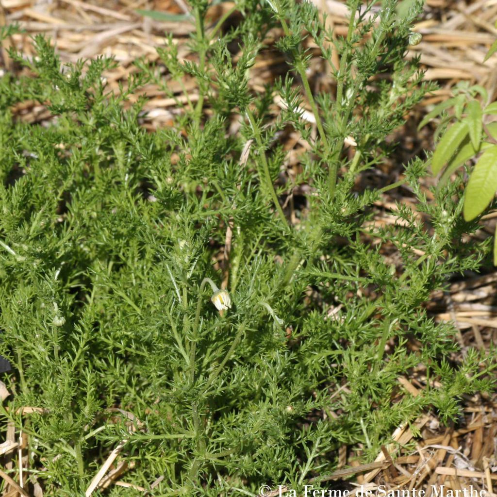 German Chamomile - Ferme de Sainte Marthe Seeds