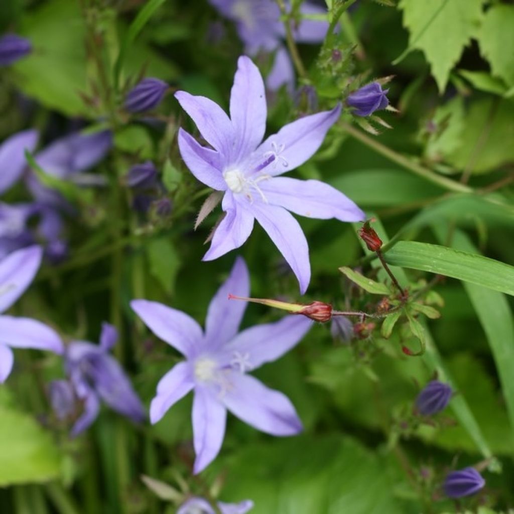 Campanula poscharskyana Stella