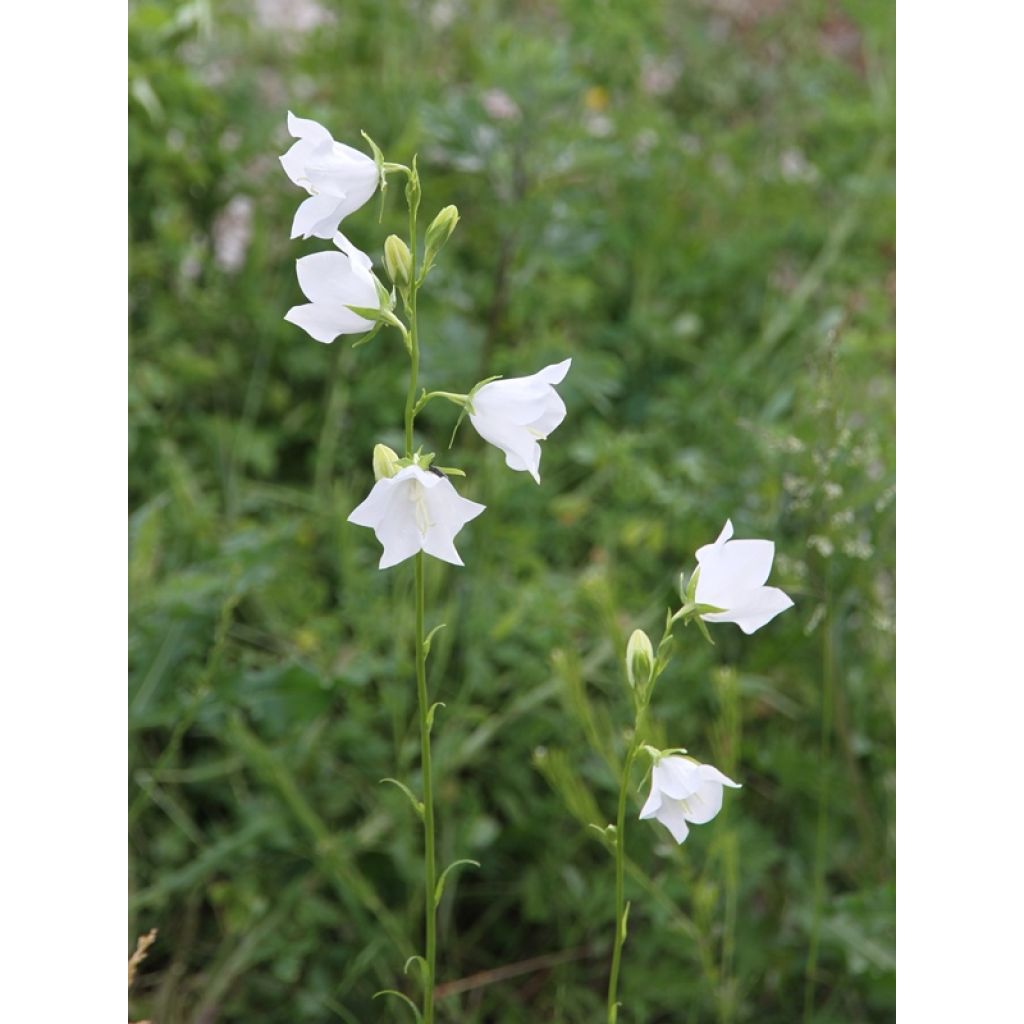 Campanula persicifolia Alba