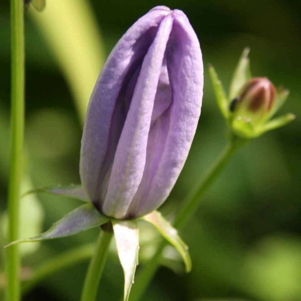 Campanula carpatica